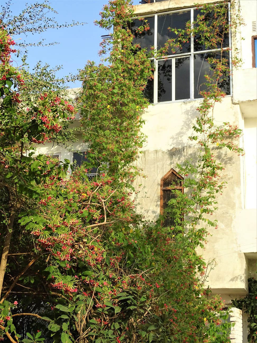 view from the garden